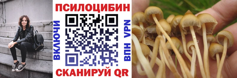 дарнет шоп  Новоалександровск  Галлюциногенные грибы Psilocybine cubensis 