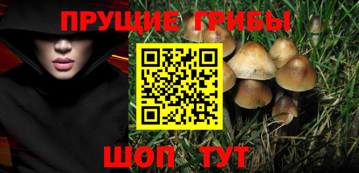 Новоалександровск  магазин  наркотиков  Вход с VPN  Псилоцибиновые грибы GOLDEN TEACHER  Псилоцибиновые грибы Psilocybine cubensis 